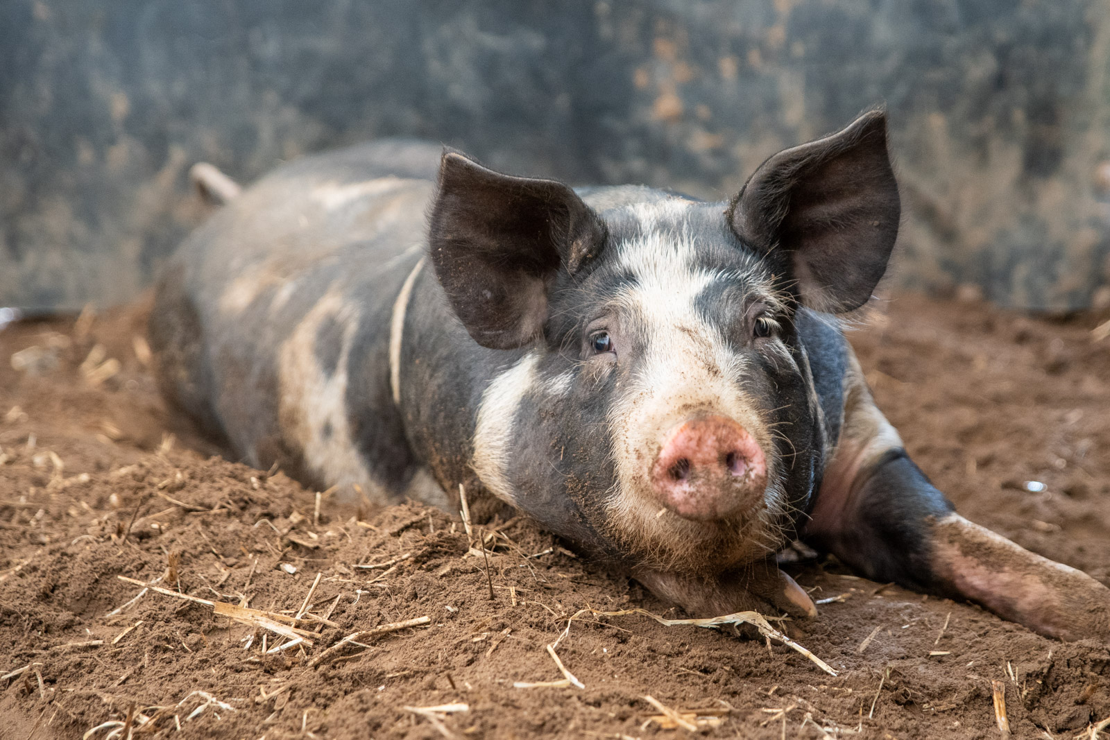 Garth Pig Practice (Web) 091