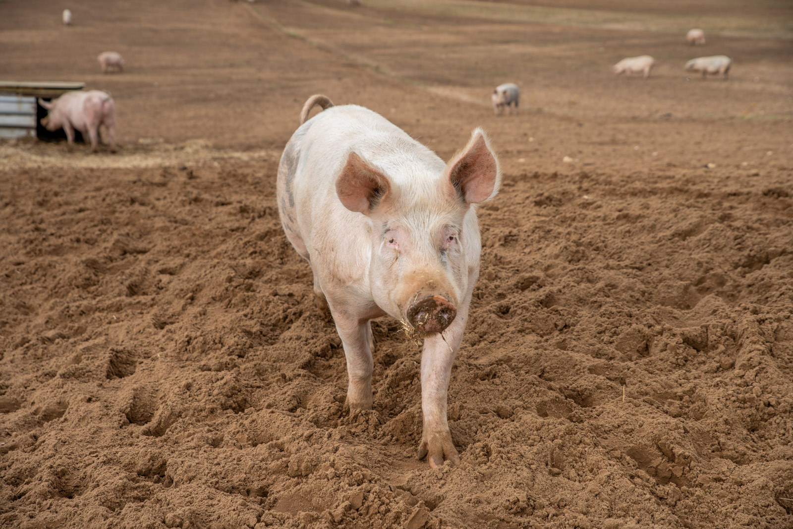 Garth Pig Practice (Web) 110