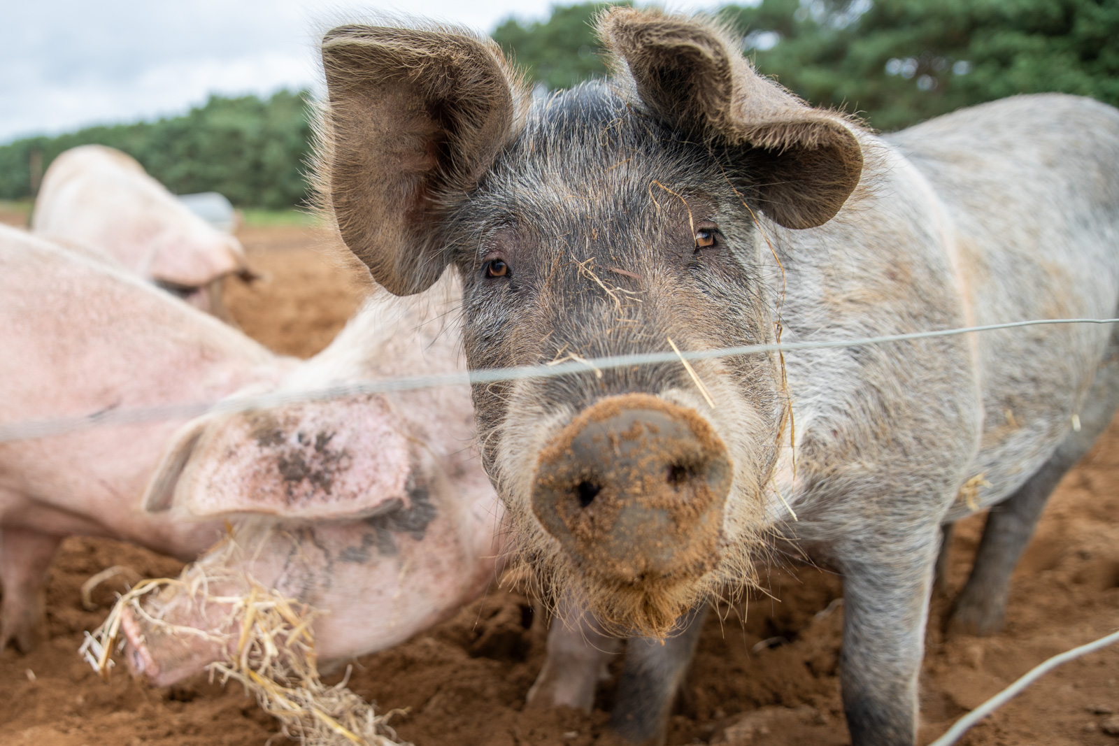 Garth Pig Practice (Web) 117