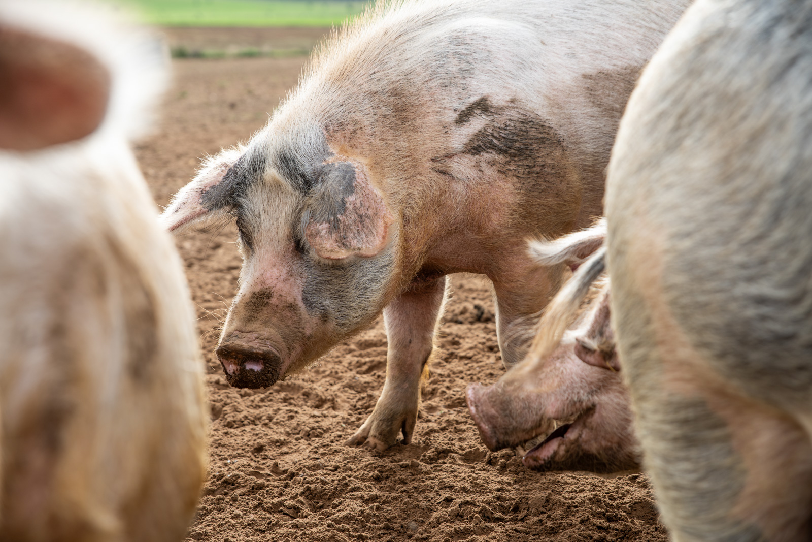 Garth Pig Practice (Web) 150