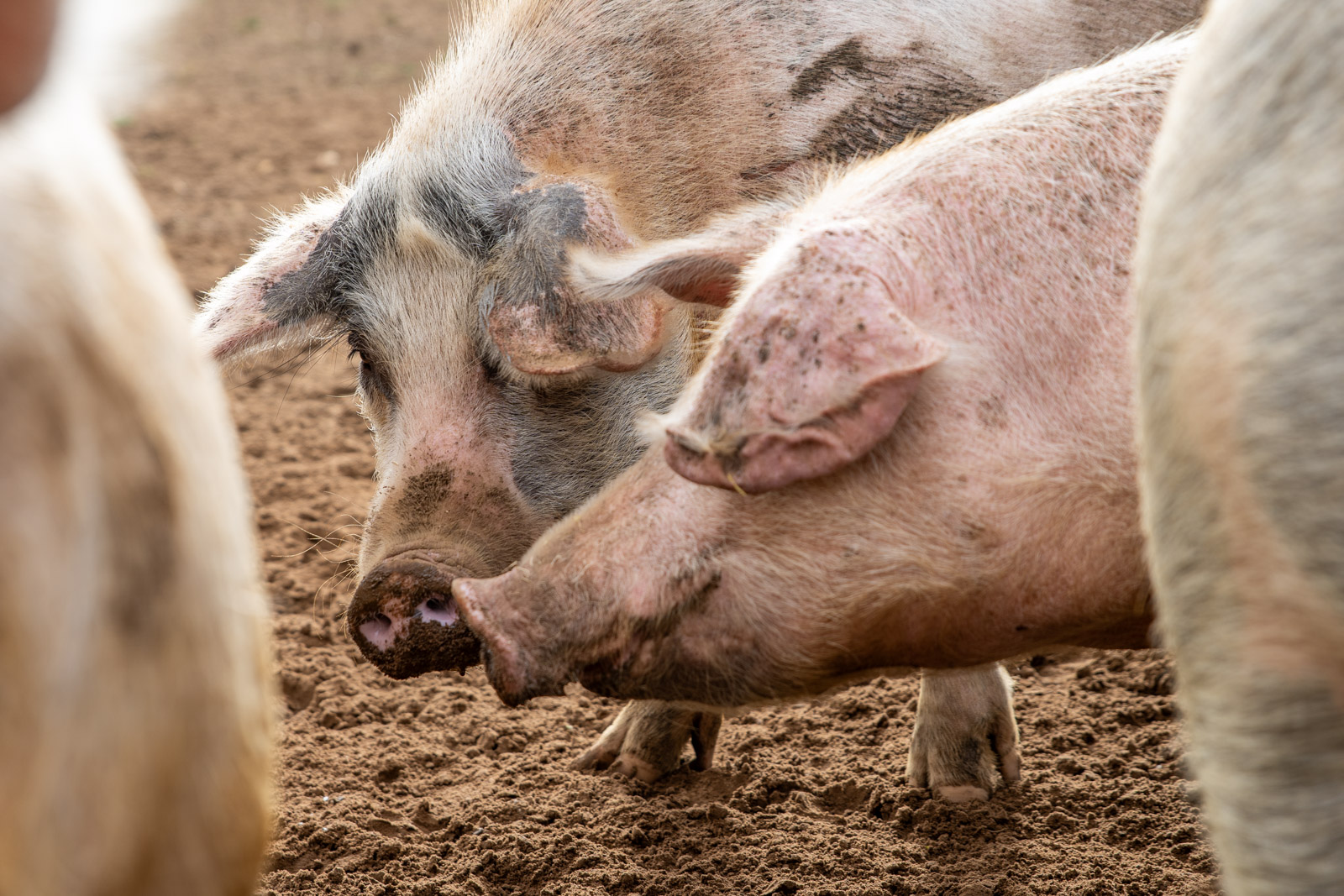 Garth Pig Practice (Web) 151