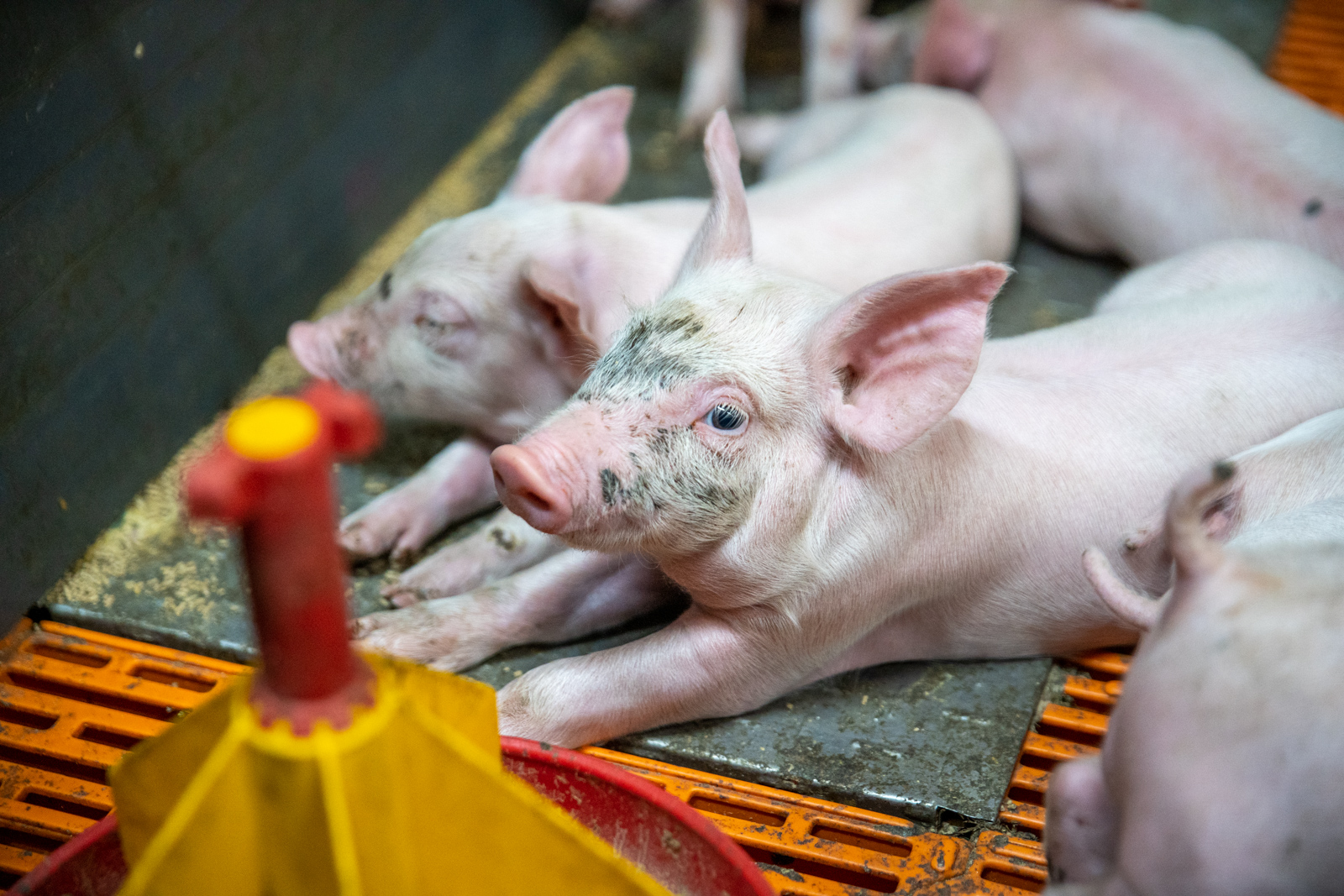 Garth Pig Practice (Web)-29