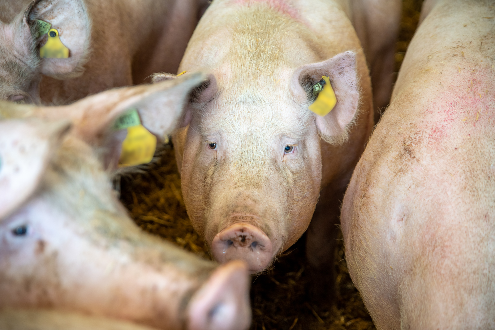 Garth Pig Practice (Web)-48