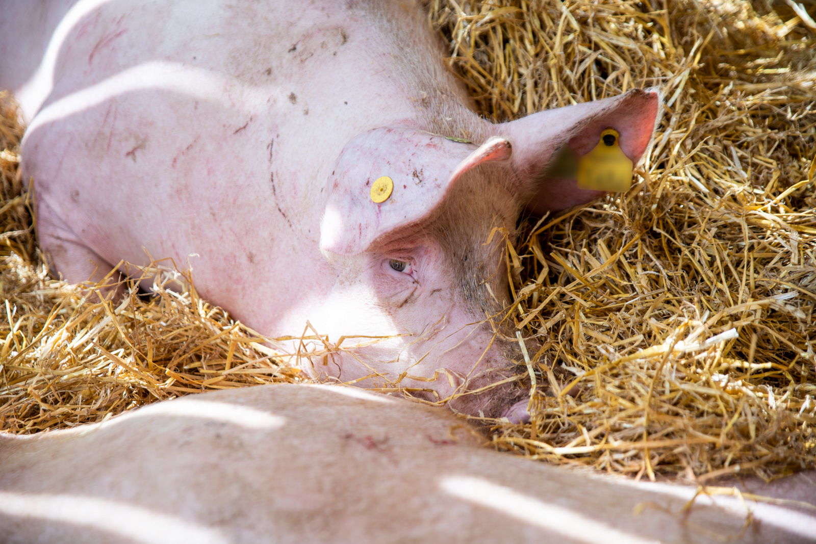 Garth Pig Practice (Web)-49