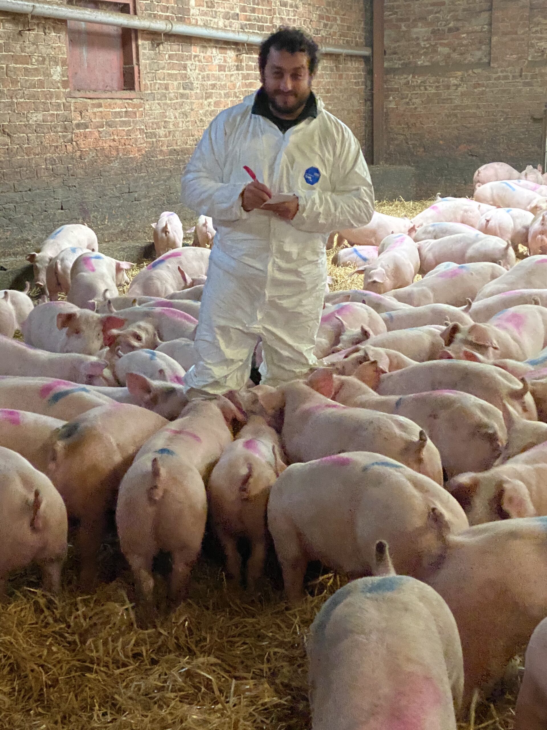 A person in a white protective suit stands in a barn among numerous pigs, holding a notepad and pen. The pigs are marked with colored spots and are standing on straw bedding. A brick wall is visible in the background.